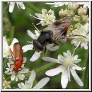 Cheilosia illustrata - Bunte Erzschwebfliege w01.jpg